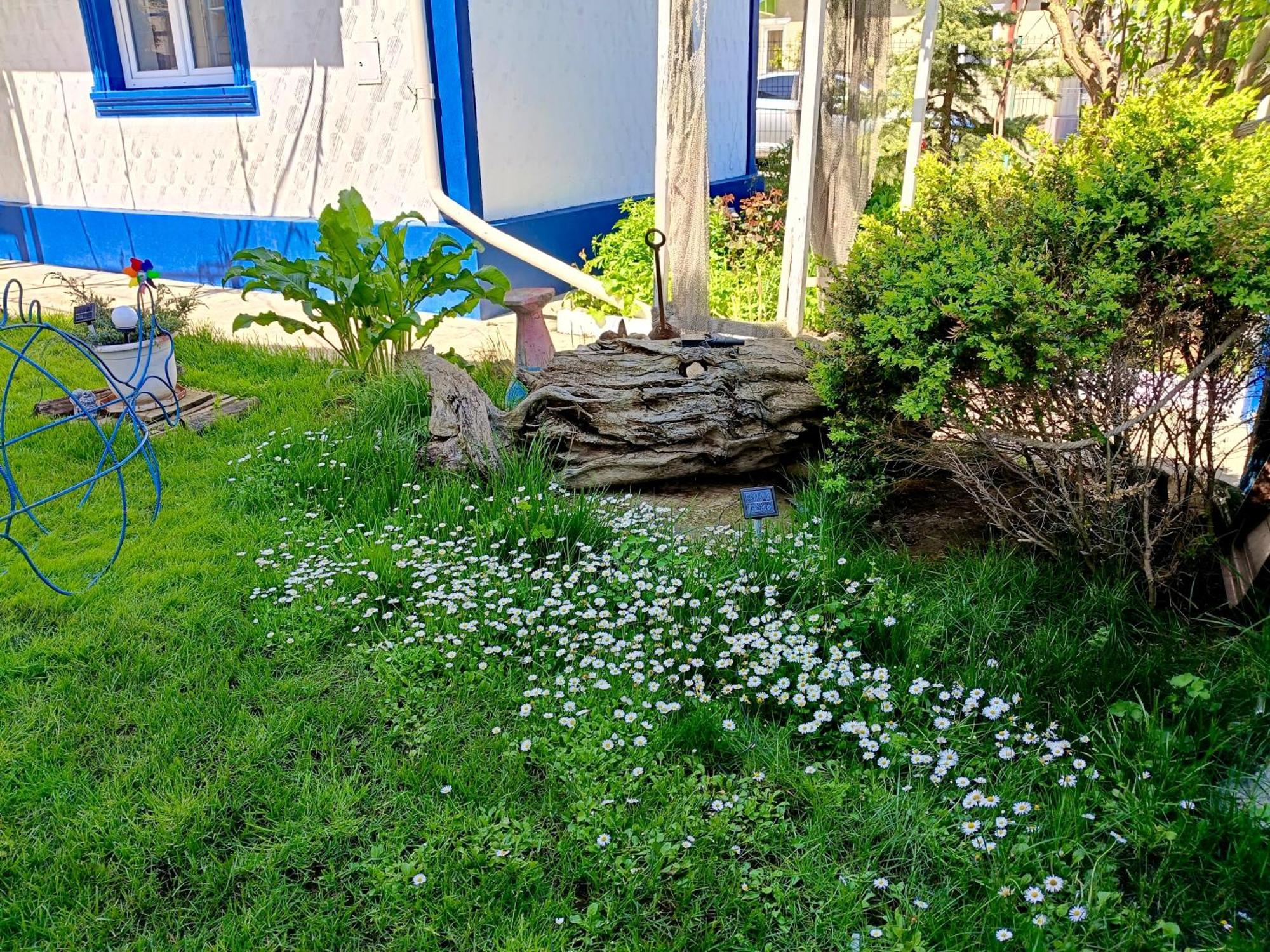 Casa Babica Guesthouse Costinesti Ngoại thất bức ảnh